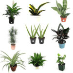 Best Air Cleaning Houseplants That Are Impossible To Kill! (no green thumbs needed)