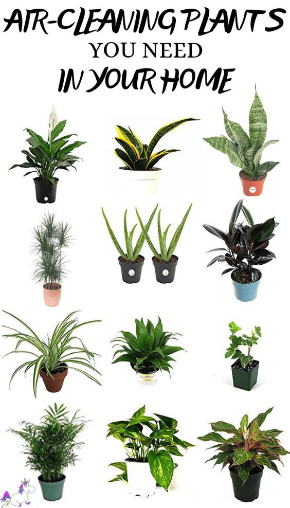 Best Air Cleaning Houseplants That Are Impossible To Kill! (no green thumbs needed)