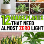 Best Low-Light Indoor Plants