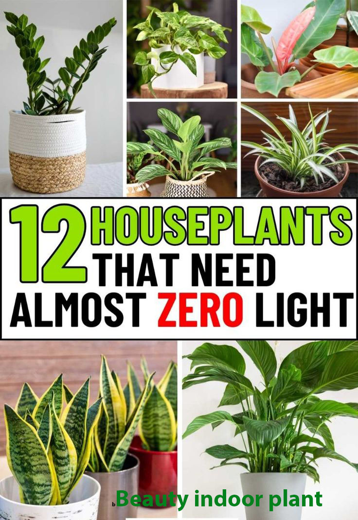 Best Low-Light Indoor Plants