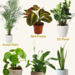 Do low light indoor plants grow without light