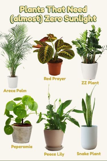 Do low light indoor plants grow without light